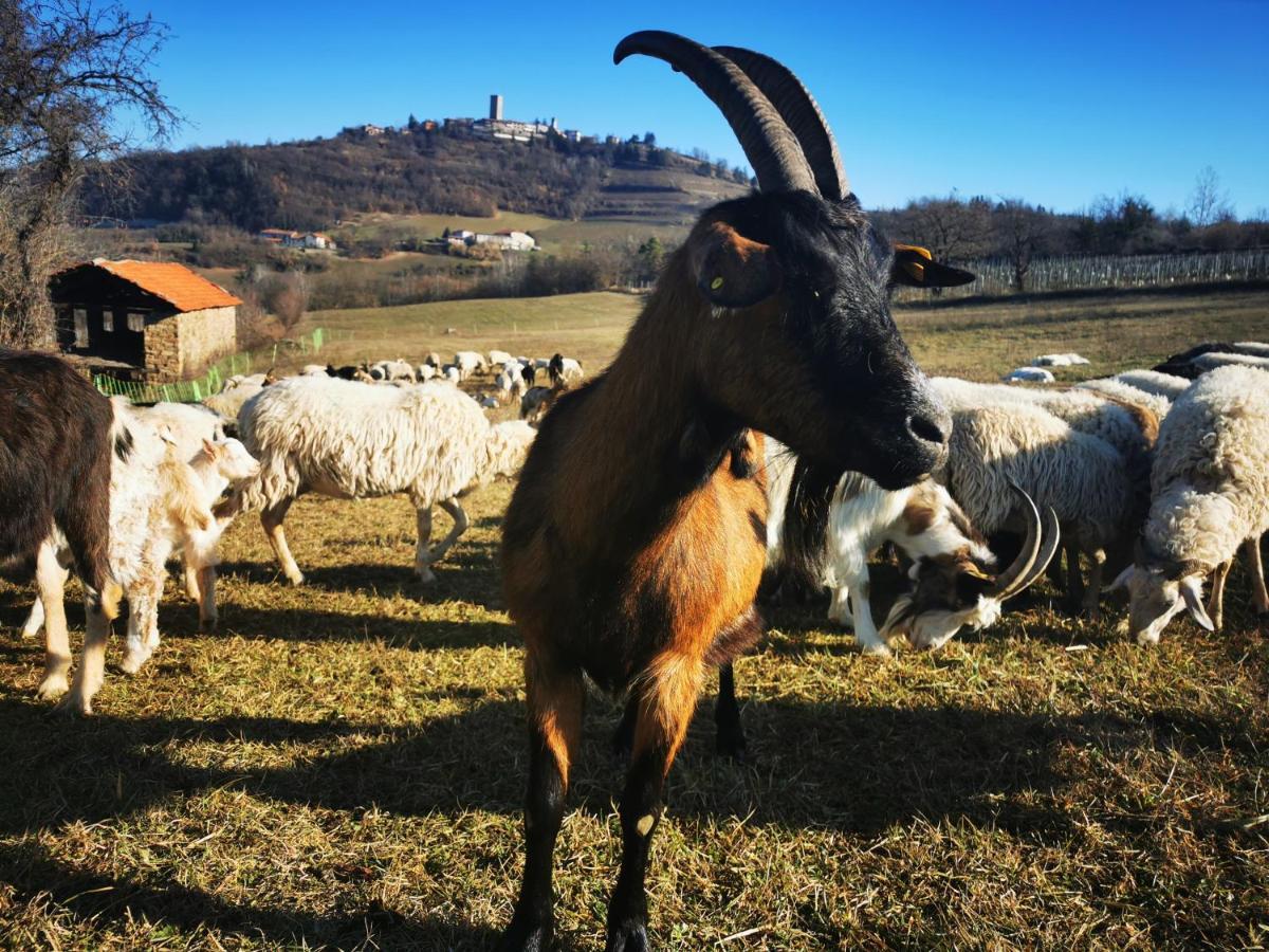 Agriturismo La Margherita San Giorgio Scarampi Bagian luar foto