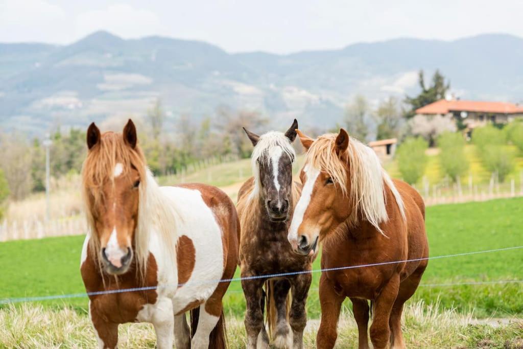 Agriturismo La Margherita San Giorgio Scarampi Bagian luar foto